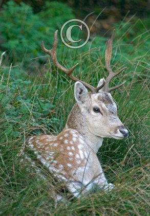 Fallow Deer Buck 0638